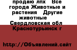 продаю лпх - Все города Животные и растения » Другие животные   . Свердловская обл.,Краснотурьинск г.